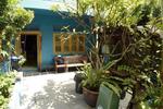 Travellers Palm - Image 3