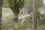 Laevnina Farm - Image 10