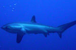 Malapascua Blue Water Beach Divers - Image 5