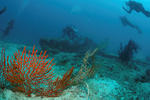 Nidos garden - Image 7