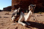 Rum Stars Camp - Image 10