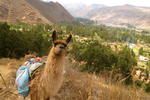Llama Pack Backpacker - Image 10