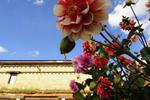 Daocheng Drolma's Guesthouse - Image 5