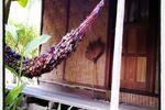Thale Mhog Bungalow - Image 4