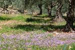 Kibbutz Moran Country Lodging - Image 1