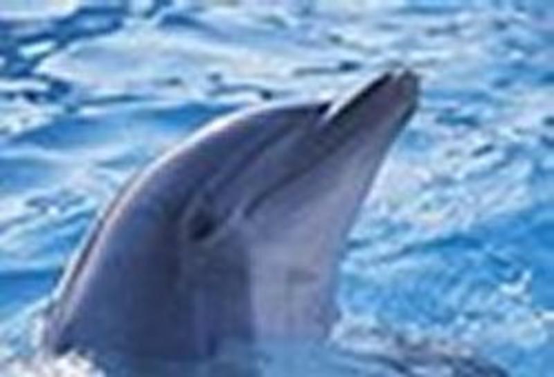 Dolphin Retreat YHA  3