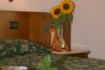 Photos of Hotel Garibaldi