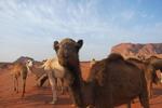 The Bedouin Meditation Camp - Image 4