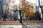 The Clarence Park - Image 4