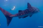 Utila Dive Centre and Mango Inn - Image 7